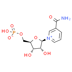 β-煙酰胺單核苷酸；NMN